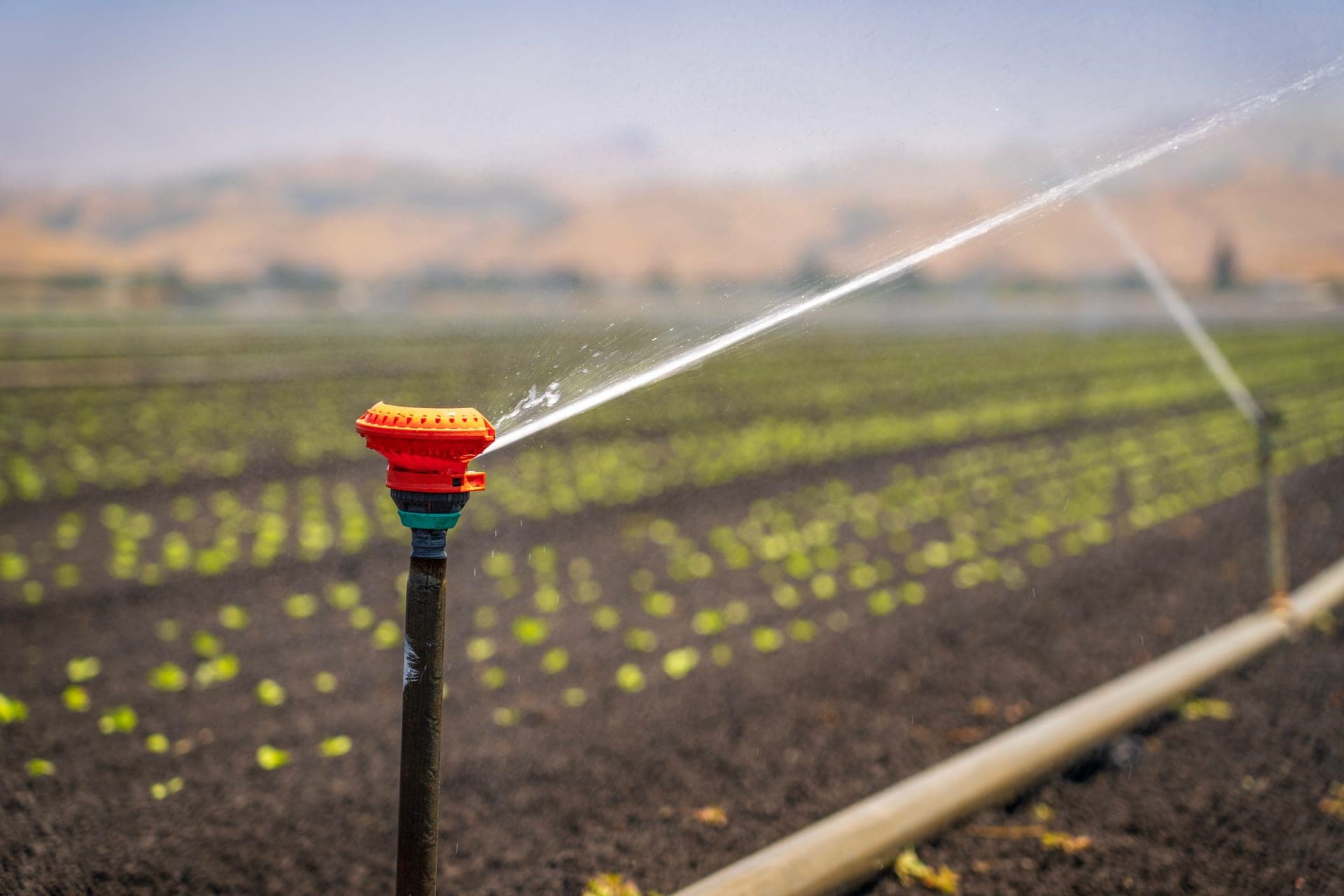 Irrigated farm field with growing crops